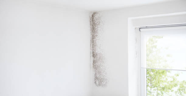 Best Residential Mold Inspection & Testing  in Circleville, OH